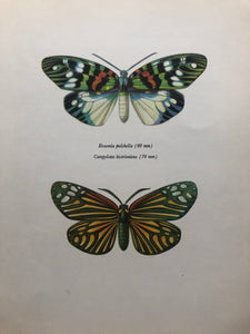 Original Moth Bookplate, Campylotes Histrionicus