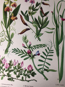 1960s Botanical Print, Everlasting Pea