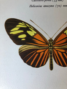 Pair of Vintage Butterfly Bookplates / Prints, Callitaera Pireta