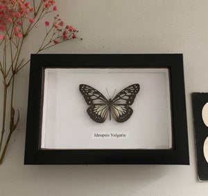 Vintage Framed Butterfly, Ideopsis