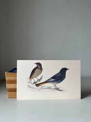 Vintage Bird Prints