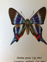 Load image into Gallery viewer, Pair of Vintage Butterfly Bookplates / Prints, Diorina psecas