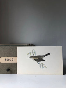 Vintage Bird Prints