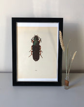 Load image into Gallery viewer, Vintage Lithograph Bug Print
