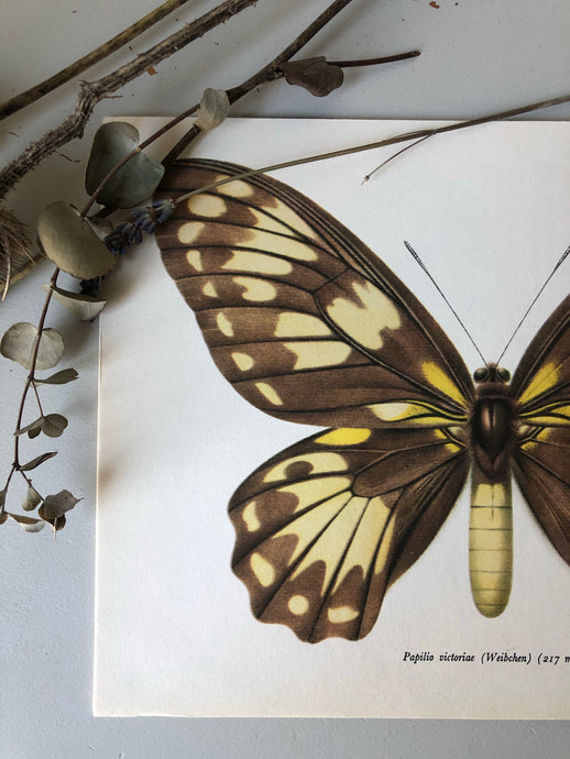 Vintage Butterfly Bookplate / Print, Papilio Victoriae