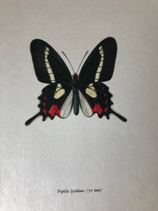 Pair of Vintage Butterfly Bookplates / Prints, Papilio Lysithous