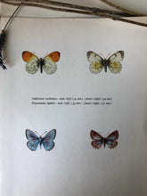 Load image into Gallery viewer, Pair of Vintage Butterfly Bookplates / Prints, Marumba quercus