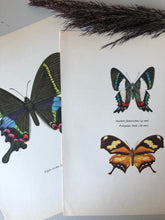 Load image into Gallery viewer, Original Butterfly Bookplate, Ancyluris Formosissima