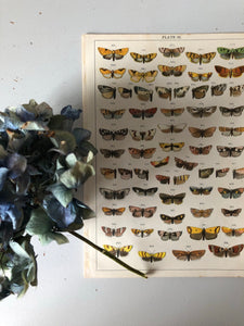 Original Butterfly/Moth Bookplate, Plate 32