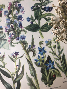 Vintage Botanical Print, Blue Gromwell