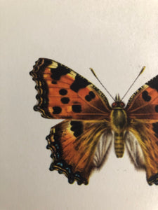 Original Butterfly Bookplate, Nympahlis Polychloros