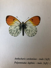Load image into Gallery viewer, Pair of Vintage Butterfly Bookplates / Prints, Marumba quercus