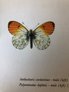 Pair of Vintage Butterfly Bookplates / Prints, Marumba quercus