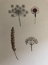 Load image into Gallery viewer, 1960s Botanical Dandelion print