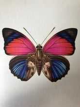 Load image into Gallery viewer, Original Butterfly Bookplate, Agrias Sardanapalus