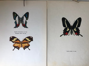 Pair of Vintage Butterfly Bookplates / Prints, Papilio Lysithous