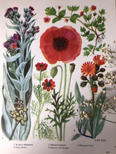 Load image into Gallery viewer, 1960s Botanical Print, Field Poppy