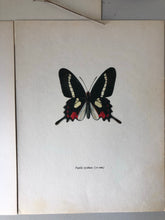 Load image into Gallery viewer, Pair of Vintage Butterfly Bookplates / Prints, Papilio Lysithous