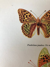 Load image into Gallery viewer, Pair of Vintage Butterfly Bookplates / Prints, Colias Crocea