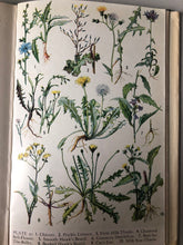 Load image into Gallery viewer, 1960s Wild Flowers Book