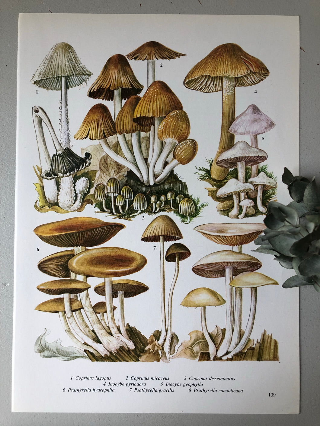 Vintage Mushroom Print, Coprinus