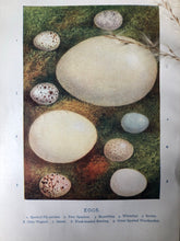Load image into Gallery viewer, 1920s Original Bookplate, Eggs - Tree Sparrow