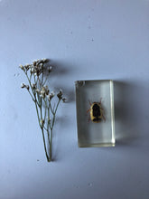 Load image into Gallery viewer, NEW - Vintage Yellow Beetle Resin Block