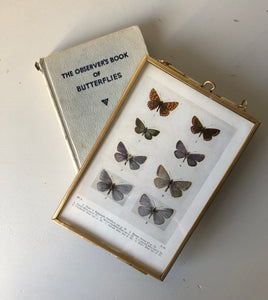 Framed 1920's Butterfly Bookplate, Holly-Blue