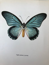 Load image into Gallery viewer, Original Butterfly Bookplate, Papilio Zalmoxis