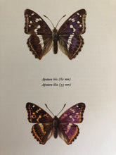 Load image into Gallery viewer, Original Butterfly Bookplate, Apatura Iris