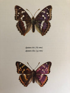 Original Butterfly Bookplate, Apatura Iris