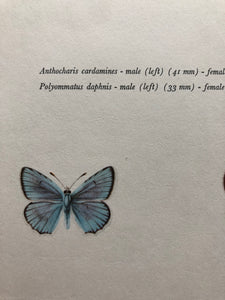 Vintage Butterfly Print, 4 mini butterflies