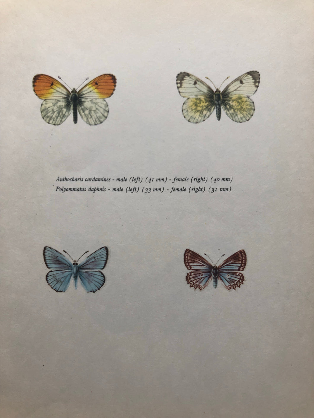 Original Butterfly Bookplate, Polyommatus Daphnis