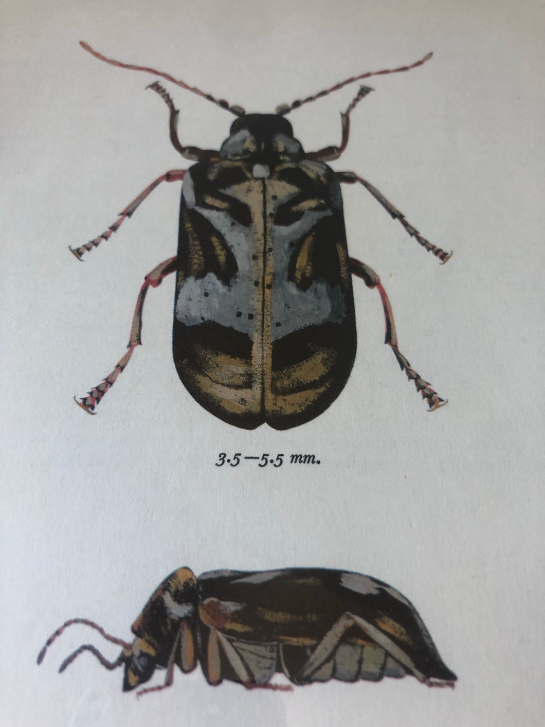 1960s Beetle Print, Blue