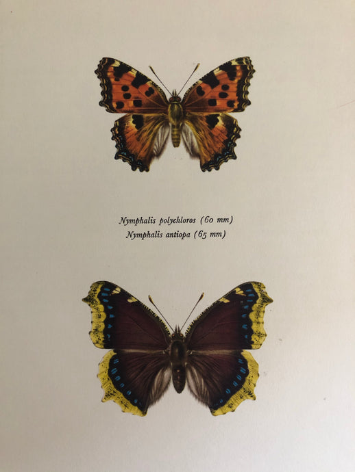 Original Butterfly Bookplate, Nympahlis Polychloros
