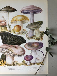 Vintage Mushroom Print, Lapista Nuda