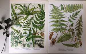Pair of Vintage Botanical Fern prints