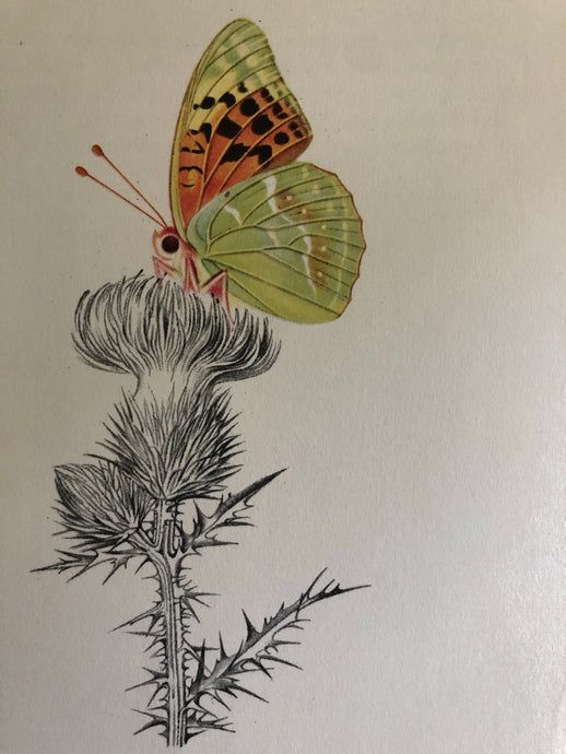 Original Butterfly Bookplate, Pandoriana