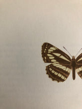 Load image into Gallery viewer, 1960s Butterfly Bookplate, Neptis Hylus