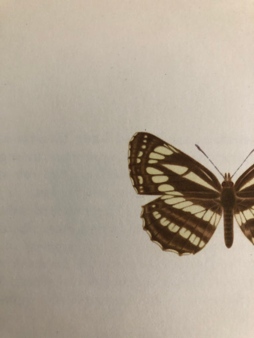 1960s Butterfly Bookplate, Neptis Hylus