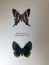 Load image into Gallery viewer, Pair of Vintage Butterfly Bookplates / Prints, Diorina psecas