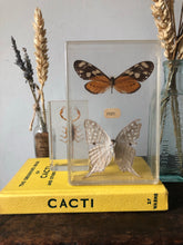 Load image into Gallery viewer, Vintage Butterfly specimens