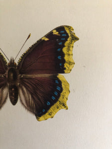 Original Butterfly Bookplate, Nympahlis Polychloros