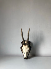 Load image into Gallery viewer, Austrian Vintage Roe Deer Antlers
