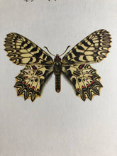 Load image into Gallery viewer, Vintage Butterfly Print, Parnassius Apollo