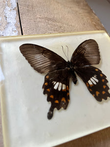 Vintage Butterfly set in resin