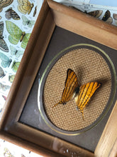 Load image into Gallery viewer, Framed Vintage Butterfly