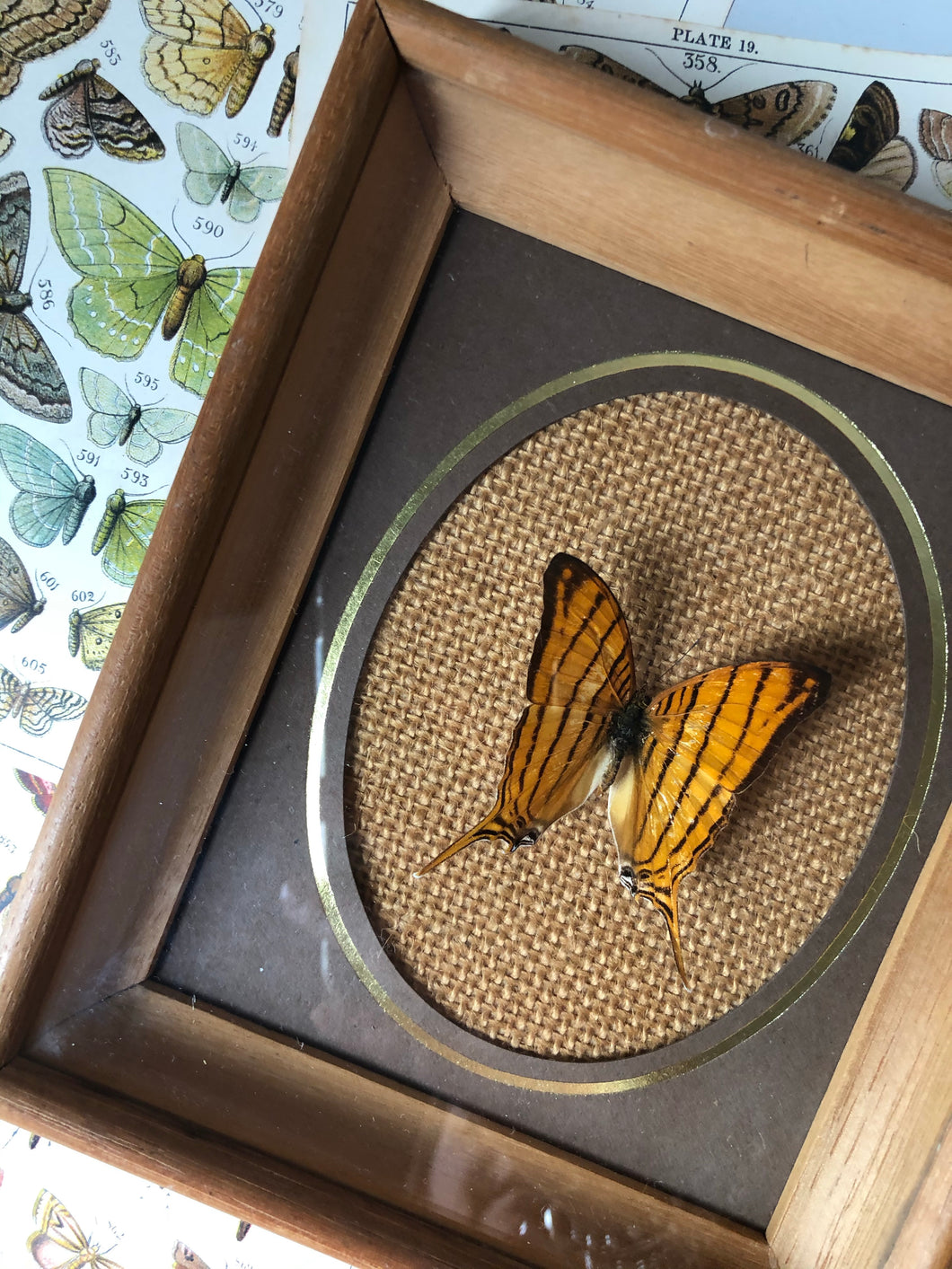 Framed Vintage Butterfly