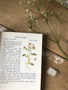 Vintage Observer Book of Wild Flowers