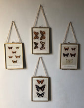 Load image into Gallery viewer, NEW - Framed 1920&#39;s Butterfly Bookplate, Marbled White